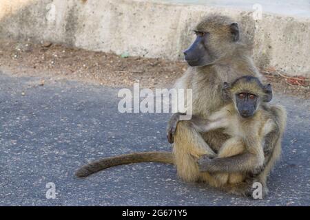 Chacma Pavianmutter (Papio ursinus) sitzt auf dem Boden und hält ihr süßes Baby im Kruger National Park, Südafrika, mit Kopierraum Stockfoto