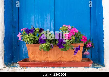 Kykladen Griechenland. Petunia-Blumen auf einer Fensterbank, blaue, geschlossene Fensterläden und weiß getünchte Wände. Blühende Pflanze, rosa und lila Farbe Stockfoto