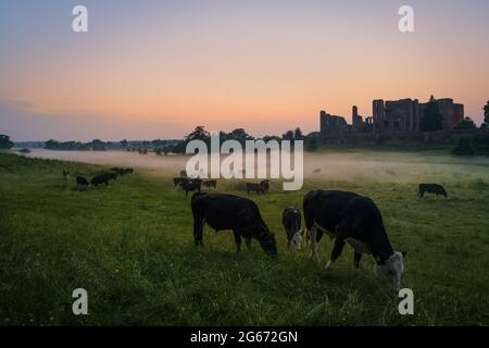 Viehweide auf Kenilworth Castle an einem nebligen Abend in Warwickshire, Großbritannien Stockfoto