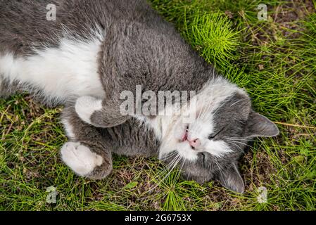 Niedliche Katze rollt im Garten auf dem Gras Stockfoto