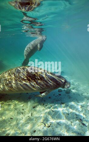 Werst indische Seekühe, junges Kalb ging an die Oberfläche, um zu atmen. Crystal River, Florida Stockfoto