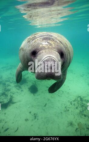 Westindischer Seekühe, Crystal River, Florida Stockfoto