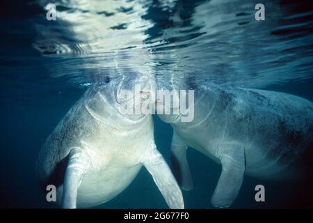 Zwei liebevolle Westindische Seekühe, Crystal River, Florida Stockfoto