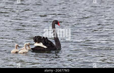 Schwarzer Schwan mit Nestlingen in Neuseeland Stockfoto