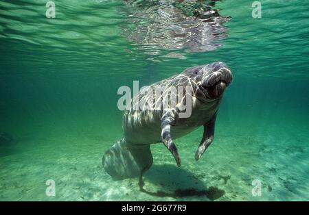 Westindischer Seekühe, Crystal River, Florida Stockfoto