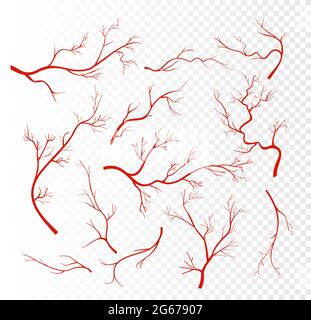Vektordarstellung Satz von roten menschlichen Venen, Kapillaren oder Gefäßen, Blutarterien isoliert auf transparentem Hintergrund. Stock Vektor