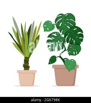 Vektor-Illustration von grünen Monstera und Palmenhaus Pflanzen in Töpfen isoliert auf weißem Hintergrund in flachen Cartoon-Stil. Stock Vektor