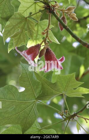 Le Rayol-Canadel, Frankreich. September 2020. Mediterrane Pflanzen am 16. September 2020 in Le Rayol-Canadel, Frankreich. Kredit: Gerard Crossay/Alamy Stock Stockfoto