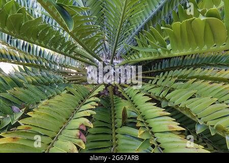 Le Rayol-Canadel, Frankreich. September 2020. Mediterrane Pflanzen am 16. September 2020 in Le Rayol-Canadel, Frankreich. Kredit: Gerard Crossay/Alamy Stock Stockfoto