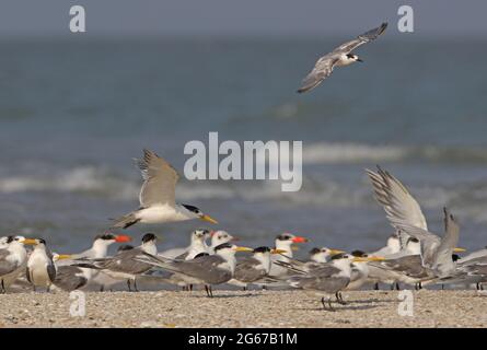 Greater Crested Tern (Thalasseus bergii) landete am Schlafplatz mit Gemeinen und Kaspischen Terns und Braunkopfmöwe Thailand Februar Stockfoto