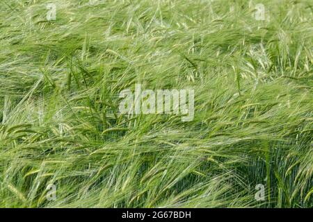 Wayne, Pennsylvania, USA. Malzte Gerste weht im Wind. (hordeum vulgare). Stockfoto