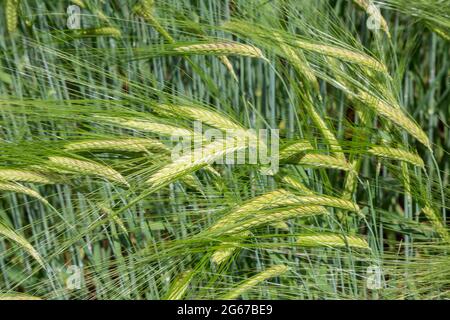 Wayne, Pennsylvania, USA. Malzte Gerste weht im Wind. (hordeum vulgare). Stockfoto