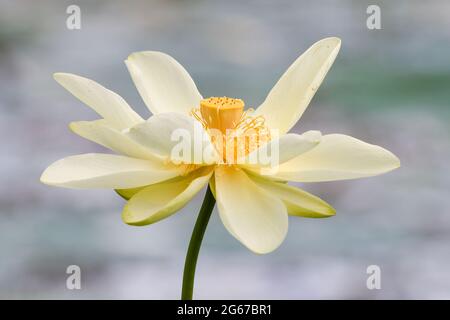 Ein gelber Lotus, der in einem Park in Texas blüht. Stockfoto