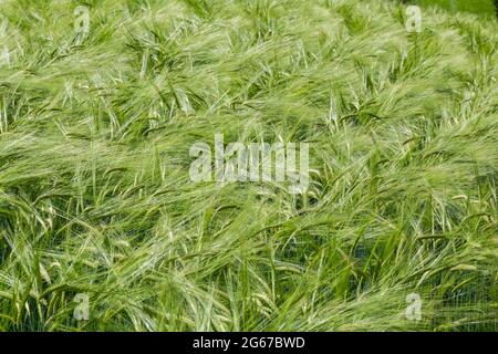 Wayne, Pennsylvania, USA. Malzte Gerste weht im Wind. (hordeum vulgare). Stockfoto