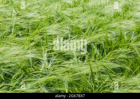 Wayne, Pennsylvania, USA. Malzte Gerste weht im Wind. (hordeum vulgare). Stockfoto