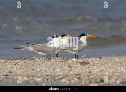 Kleine Haubenschwalbe (Thalasseus bengalensis) drei Erwachsene auf Schindelspieß Thailand Februar Stockfoto