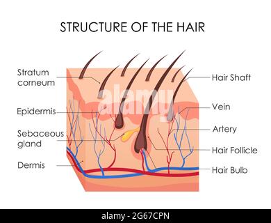 Vektordarstellung des menschlichen Haardiagramms. Stück der menschlichen Haut und die gesamte Struktur der Haare auf dem weißen Hintergrund. Medizinische Behandlung von Haarausfall Stock Vektor