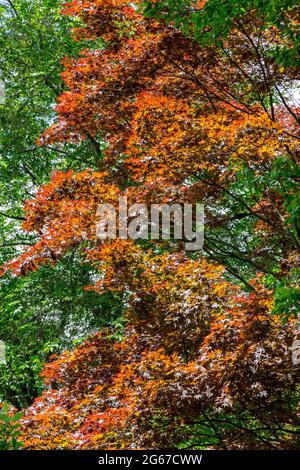 Wayne, Pennsylvania, USA. Chanticleer Garden, Rotes Laub im Mai. Stockfoto