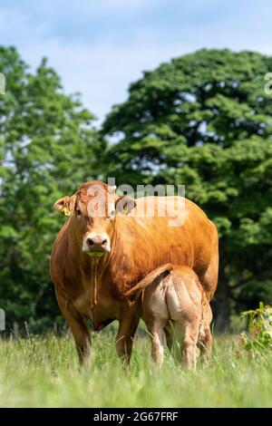 Pedigree Limousin Rinderkuh mit ihrem Kalb, das Milch von ihr säuert. Forest of Bowland, Lancashire, Großbritannien. Stockfoto