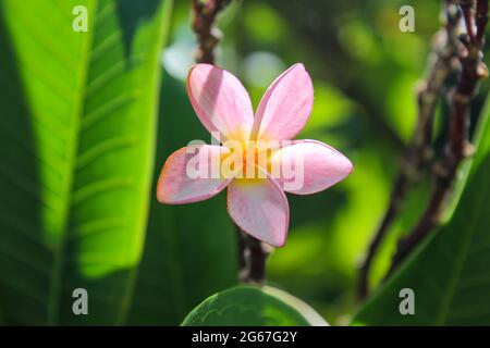 Rosa Frangipani Blüten mit Blättern im Hintergrund Stockfoto