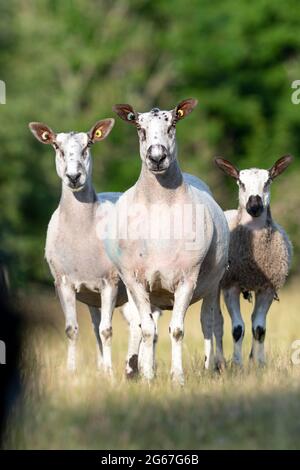 Neu abgeschnitten Blue konfrontiert Leicester Mutterschafe im Feld mit ihren Lämmern. North Yorkshire, Großbritannien. Stockfoto