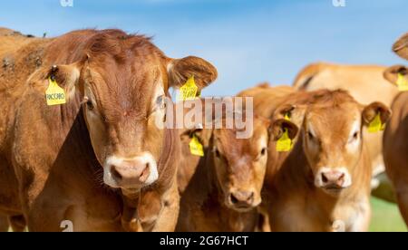 Pedigree Limousin Beef Kälber, Teil einer Herde in der Nähe von Slaidburn im Forest of Bowland, Lancashire, Großbritannien. Stockfoto