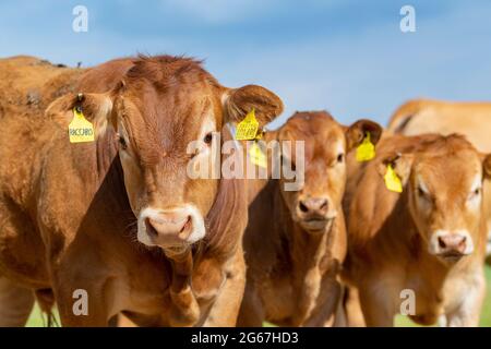 Pedigree Limousin Beef Kälber, Teil einer Herde in der Nähe von Slaidburn im Forest of Bowland, Lancashire, Großbritannien. Stockfoto