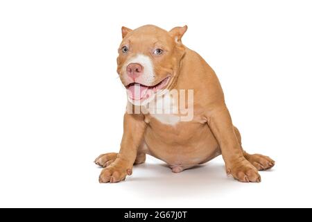 Kleiner, lustiger amerikanischer Bully-Welpe, isoliert auf weißem Hintergrund Stockfoto