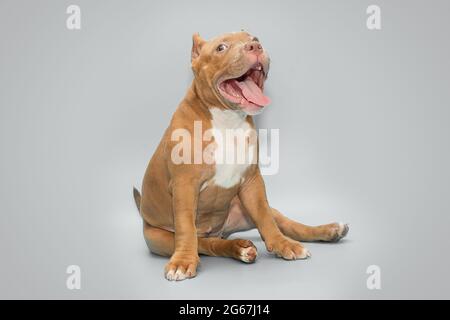 Fröhlicher amerikanischer Bully Welpe sitzt auf einem grauen Hintergrund Stockfoto