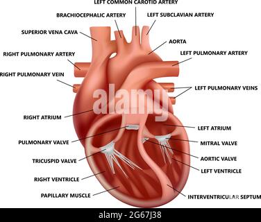 Realistische Querschnittsanatomie des Herzens mit Beschreibungen. Diagramm der Darstellung des menschlichen Herzens. Stock Vektor