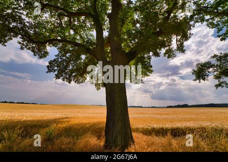 Im Sommer steht vor einem reifen, goldenen Gerstenfeld eine große Eiche Stockfoto