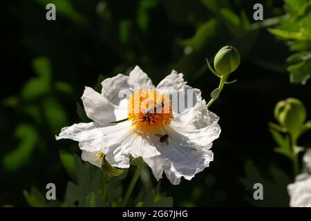 Honigbiene auf einem California Tree Poppy in Oak Glen Preserve Stockfoto