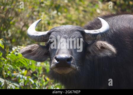 Nahaufnahme des Wasserbüffels (Bubalus bubalis), der in die Kamera starrt Phongsali, Laos. Stockfoto