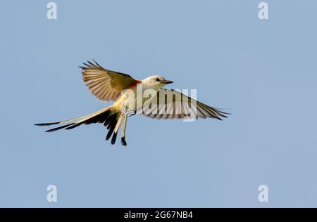 Scherenschwanzflycatcher (Tyrannus forficatus), der am blauen Himmel fliegt, Galveston, Texas, USA. Stockfoto