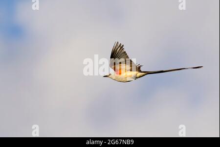 Scherenschwanzflycatcher (Tyrannus forficatus) beim Fliegen, Galveston, Texas, USA. Stockfoto