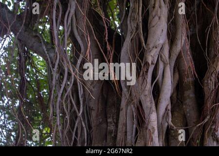 Bild der Wurzeln eines großen bot-Baumes. Bilder von wilden Bäumen. Bild der Wurzeln eines großen Banyan-Baumes am Fluss. Stockfoto