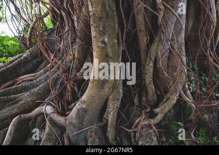 Bild der Wurzeln eines großen Banyan-Baumes am Fluss. Ein banyan-Baum in Bangladesch (Ficus benhalensis). Stockfoto