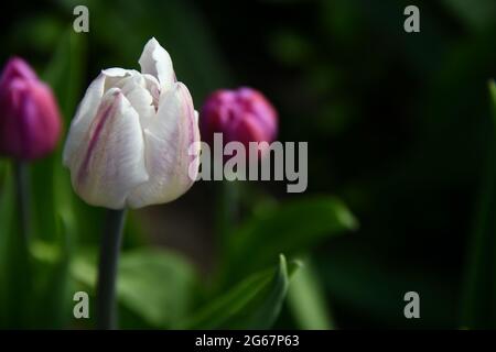 Drei Tulpen, die an einem Frühlingsabend in Thunder Bay, Ontario, Kanada, von der Sonne berührt wurden. Stockfoto