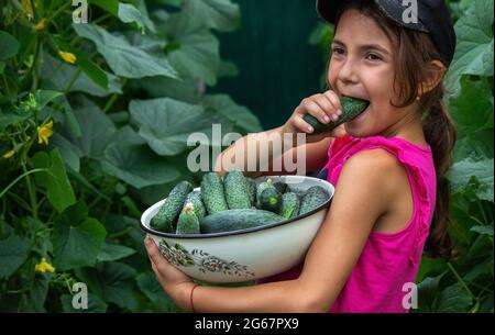 Frische Gurke an der Hand eines Mannes im Garten, eine gute Ernte. Selektiver Fokus Stockfoto