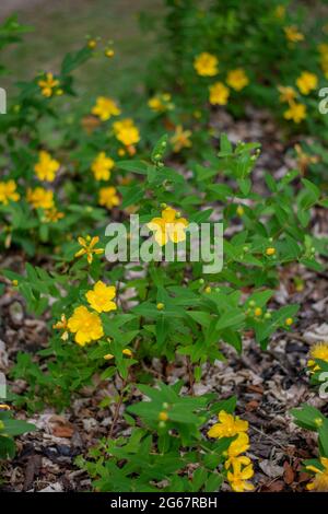 Johanniskraut, auch bekannt als Rose-of-Sharon oder Jerusalemstern. Hypericum calycinum gelb blüht im Sommer. Stockfoto