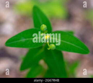 Johanniskraut, auch bekannt als Rose-of-Sharon oder Jerusalemstern. Hypericum calycinum gelb blüht im Sommer. Stockfoto