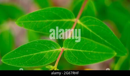 Johanniskraut, auch bekannt als Rose-of-Sharon oder Jerusalemstern. Hypericum calycinum gelb blüht im Sommer. Stockfoto