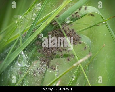 Pisaura mirabilis, Nursery Web Spinne Nest, mit kürzlich geschlüpften Spiderlingen. Stockfoto