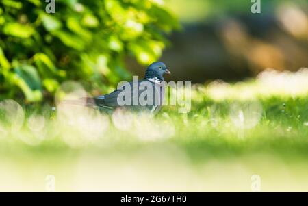 Gewöhnliche Waldtaube, Columba palumbus auf Gras Stockfoto