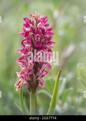 Frühe Knabenkraut - Dactylorhiza Wurzelsud coccinea Stockfoto