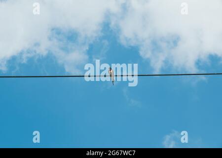 Eine einzige Schwalbe sitzt auf einer Telefonleitung und der Himmel ist blau Stockfoto