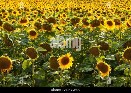 Ein Feld von leuchtend gelben Sonnenblumen. Stockfoto