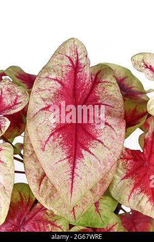 Nahaufnahme eines rosafarbenen Blattes exotischer „Caladium Lemon Blush“-Zimmerpflanze auf weißem Hintergrund Stockfoto