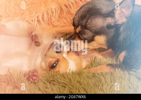 Zwei Chihuahua Hunde, schwarz und beige, auf einer Decke. Freundschaft der Hunde. Stockfoto
