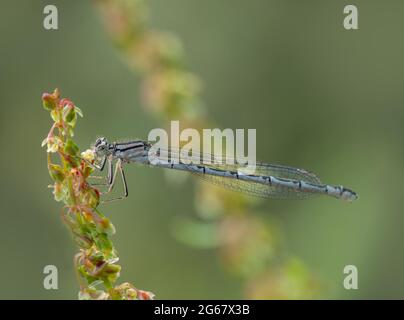Gemeine blaue Damselfliege, Enallagma cyathigerum, an der Anlegestelle. Stockfoto